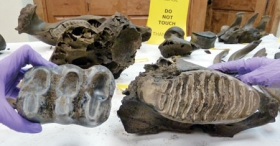 Mastodon, More Mammoths Found