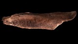 Prehistoric bone found in Vero Beach by amateur fossil hunter James Kennedy.