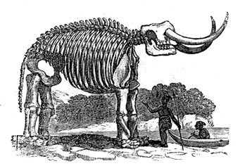Alexander Anderson’s drawing of the "New York Mammoth," ca. 1802, http://www.common-place.org/vol-04/no-02/semonin/images/