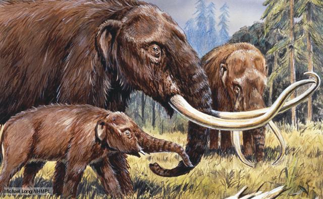 American Mastodon