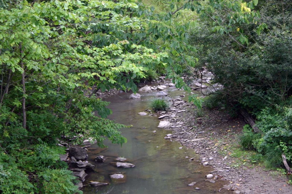 Buffalo River Head Photo