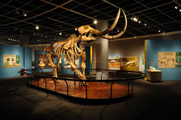 Marshall Creek Mastodon