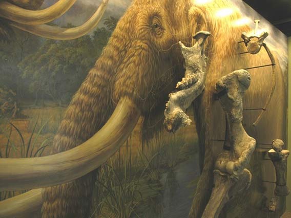 Manis Mastodon Exhibit, http://www.macsequim.org/data/photos/exhibits/mastodon/ 